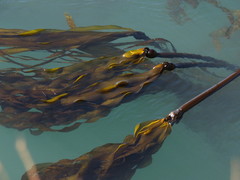 Bull Kelp - Photo (c) Kate Turner, some rights reserved (CC BY-NC), uploaded by Kate Turner