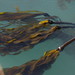 Bull Kelp - Photo (c) kathawk, some rights reserved (CC BY-NC), uploaded by kathawk