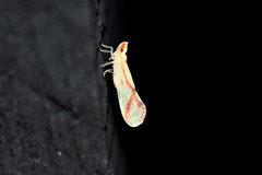 Otiocerus coquebertii