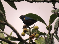 Euphonia pectoralis