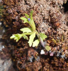 Githopsis diffusa ssp. robusta