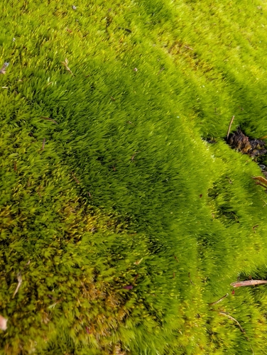 Image of Whip Fork Moss by (c) Zac Peterson, some rights reserved (CC BY)