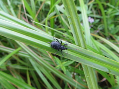 Otiorhynchus gemmatus