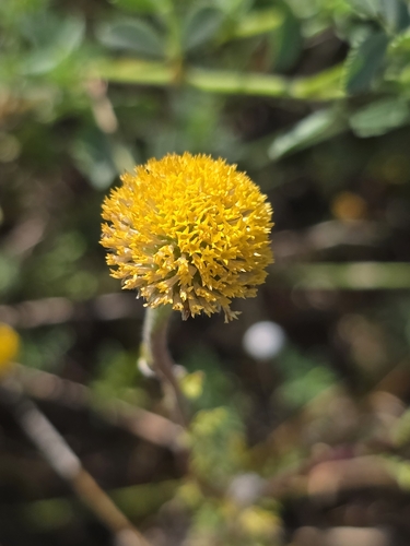 Image of Anacyclus valentinus by (c) Jacek Pietruszewski, some rights reserved (CC BY)