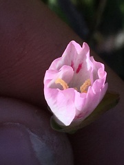 Clarkia gracilis
