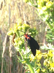 Ctenuchina