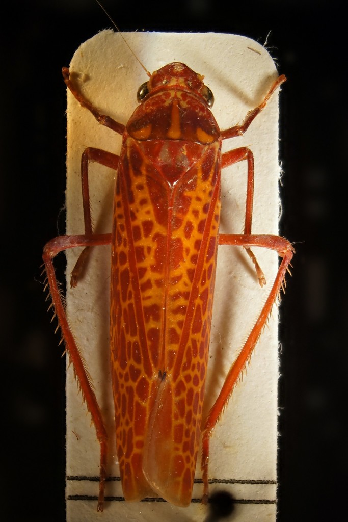 Paromenia quimbayensis