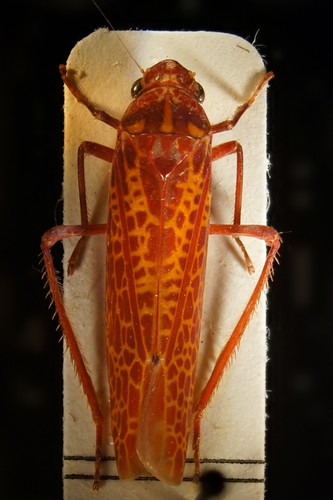 Paromenia quimbayensis