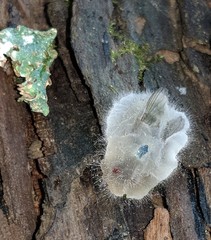 Entomophthoraceae