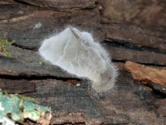 Entomophthoraceae