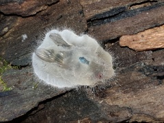 Entomophthoraceae