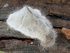 Entomophthoraceae