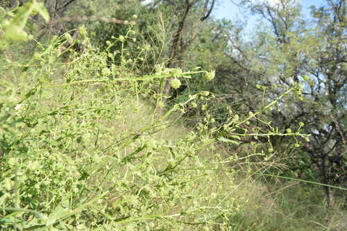 Image of Laggera crispata by (c) Hildegard Klein, some rights reserved (CC BY)