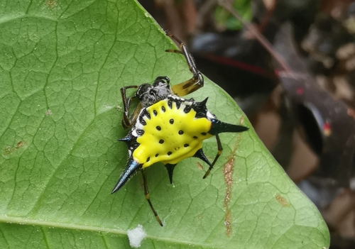 Hasselt's Spiny Spider
