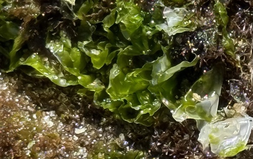 Californian Sea Lettuce (Ulva californica)