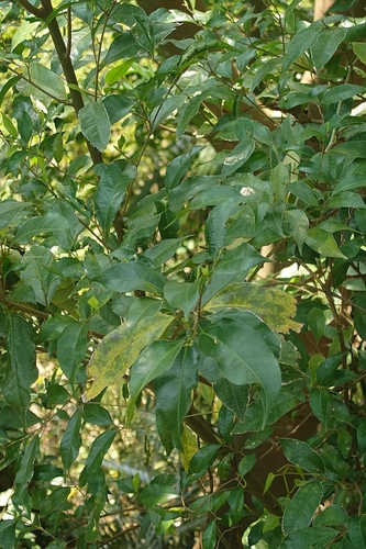 Image of Ficus ampelos by (c) 如此甚好, some rights reserved (CC BY)