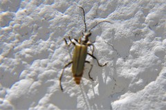 Chauliognathus hieroglyphicus