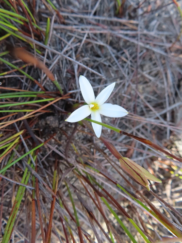 Image of Pauridia alba by (c) linkie, some rights reserved (CC BY)