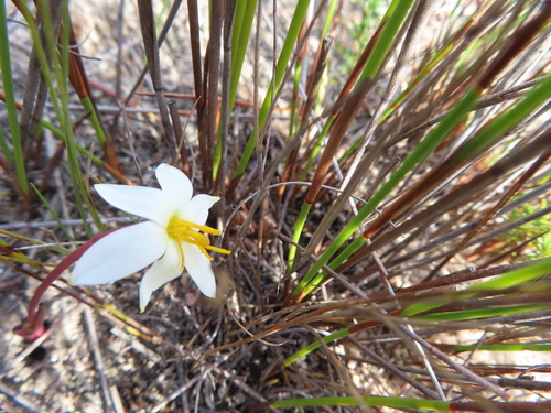 Image of Pauridia alba by (c) linkie, some rights reserved (CC BY)