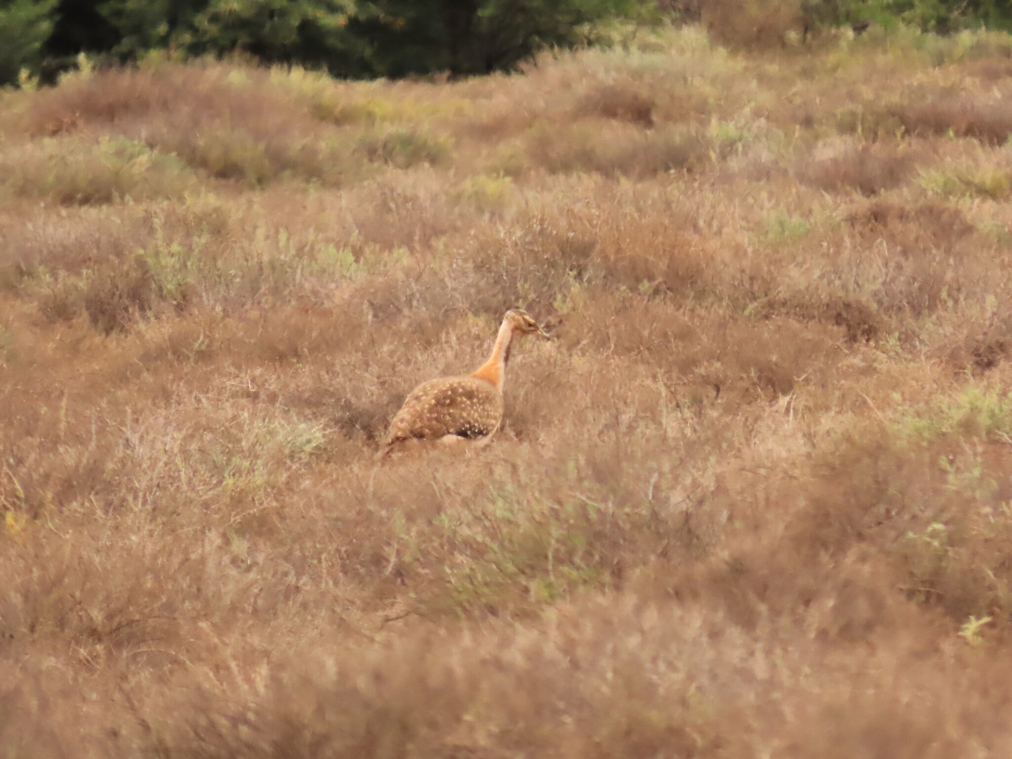 Ludwig's Bustard (Neotis ludwigii), photo 8
