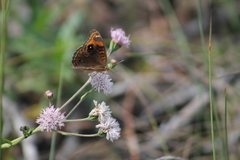 Junonia neildi varia