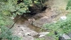 Odocoileus virginianus
