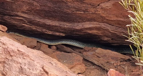 Mulga Snake sighting