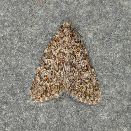 Cryphia Moth photo 5