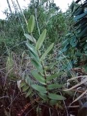Epidendrum melinanthum