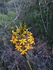Epidendrum melinanthum