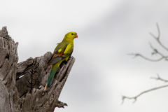 Polytelis anthopeplus