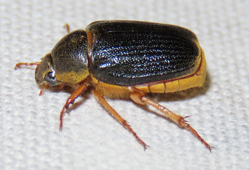 Dasylepida
