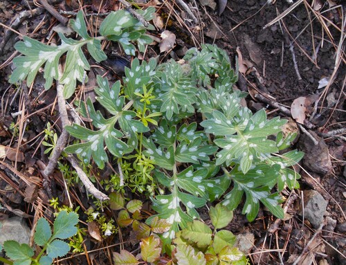 Western Waterleaf foliage
