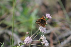 Junonia neildi varia
