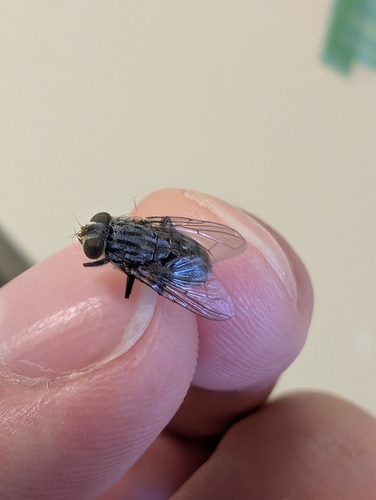 Fly photo 5