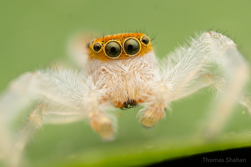White-jawed Jumping Spider, Oklahoma, US, photo 8 of 10