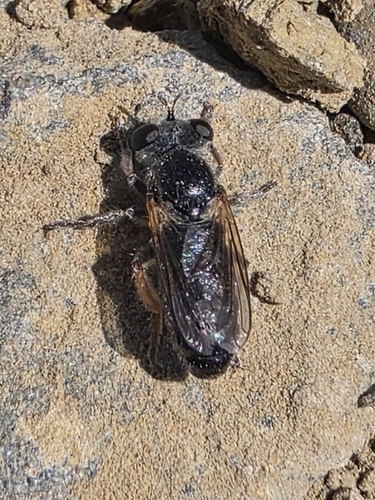 Glyphotriclis ornatus