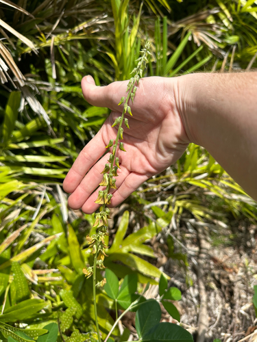 Crotalaria pallida observed 2025-04-27