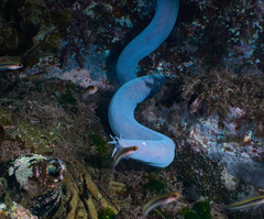 Blind Eel photo 2