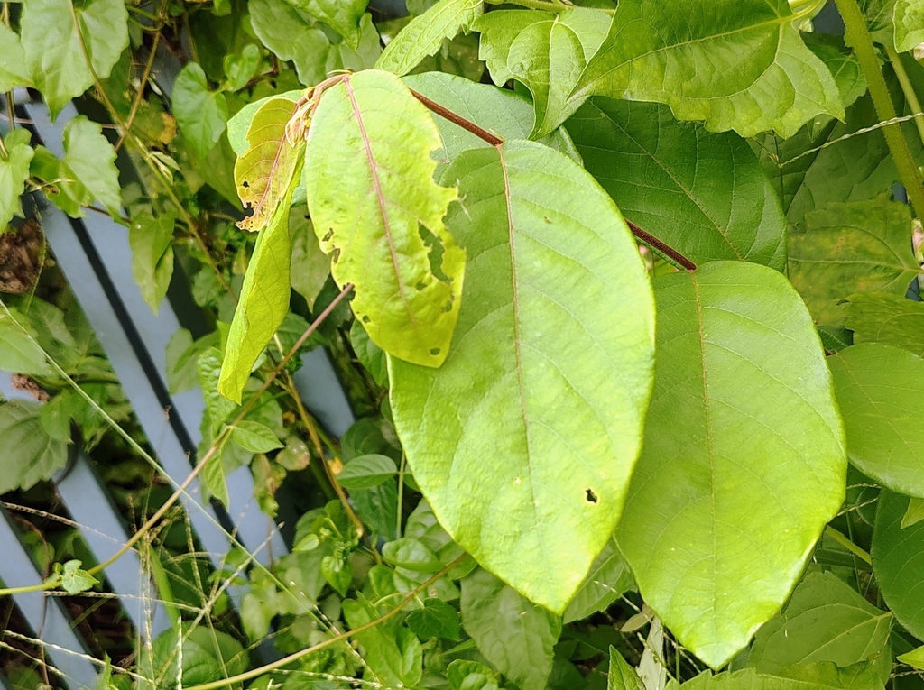 Thổ mật leo – Bridelia stipularis