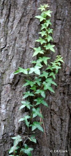 Hedera helix, 2016-08-15