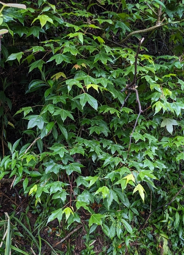 Image of Acer serrulatum by (c) 許文俊, some rights reserved (CC BY-SA)