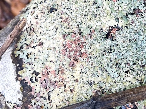 Marchandiomyces corallinus