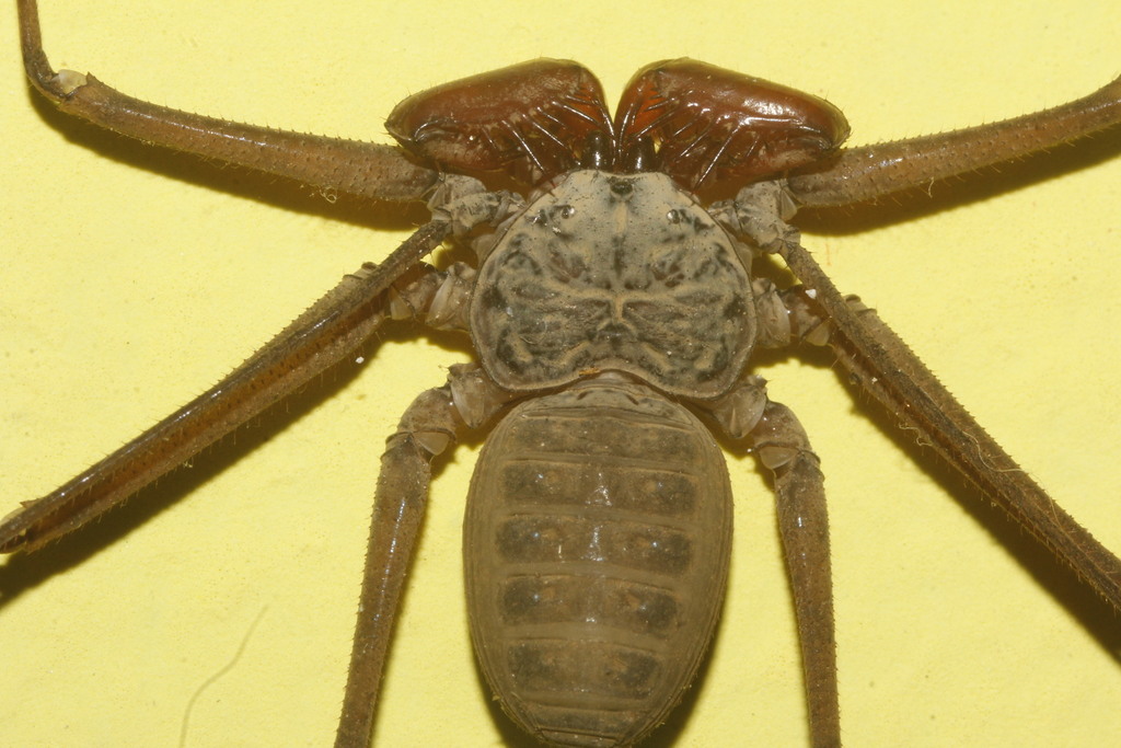 Paraphrynus pococki