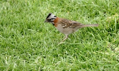 Zonotrichia capensis