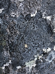 Orphniospora moriopsis