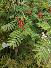 Sorbus