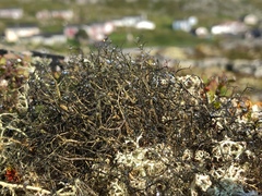 Alectoria ochroleuca