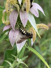 Myzinum carolinianum