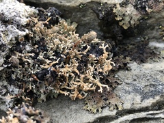 Sphaerophorus fragilis